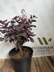 Cotinus coggygria 'Royal Purple' 10 Ltr Pot
